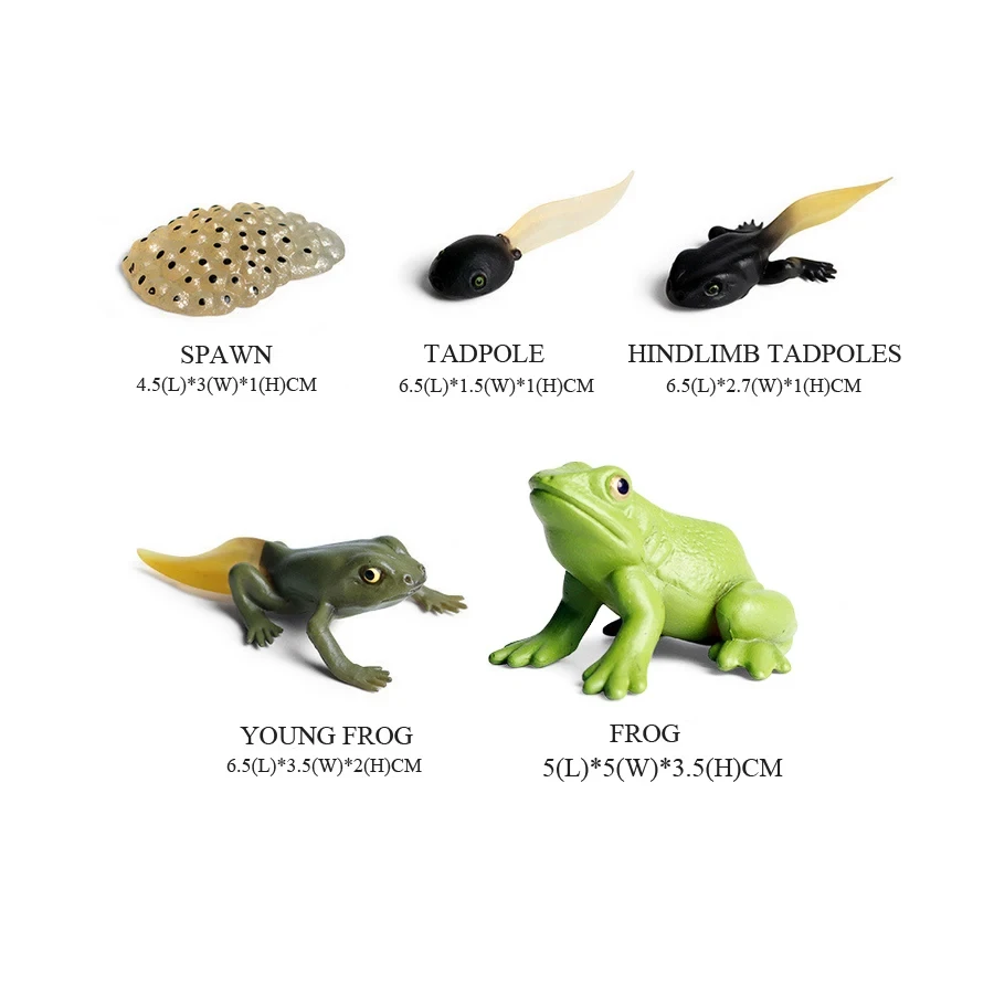 Frösche Modelle wilde Tiere Fi – Kids Toys Reviews Bewertung und Preis