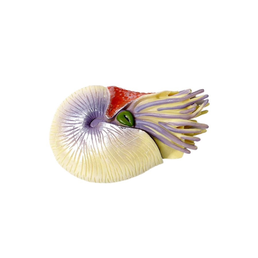 Meeres-Tierfiguren Nautilus Fi – Kids Toys Reviews Bewertung und Preis